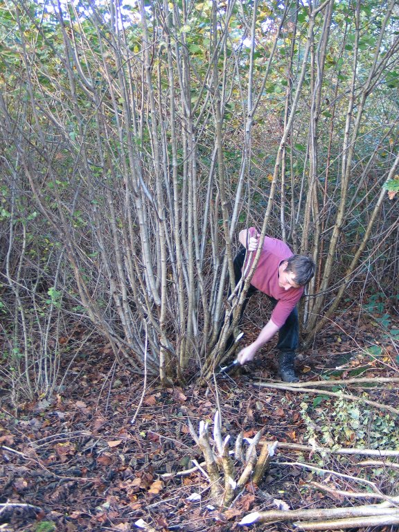 Cutting hazel coppice with a bill hook.